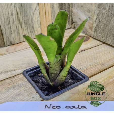 Neoregelia aria