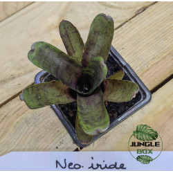 Neoregelia iride