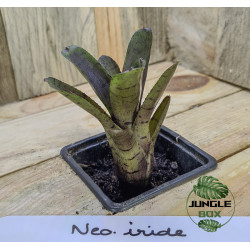 Neoregelia Iride – Plante tropicale colorée | JungleBox