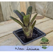 Neoregelia Iride – Plante tropicale colorée | JungleBox
