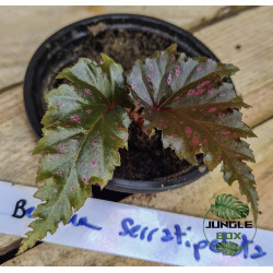 Begonia serratipetala