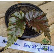 Begonia serratipetala