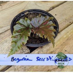 Begonia serratipelata – Begonia rare nervuré pour terrarium humide