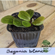 Begonia blancii green