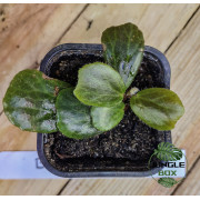 Begonia blancii 'Green' – Plante rare au feuillage vert satiné