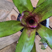 Neoregelia rio grande