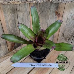 Neoregelia rio grande