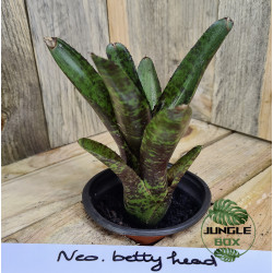 Neoregelia betty head