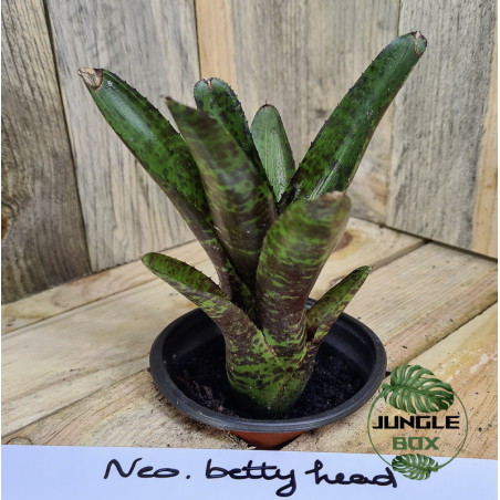 Neoregelia betty head