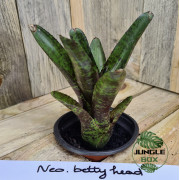 Neoregelia betty head