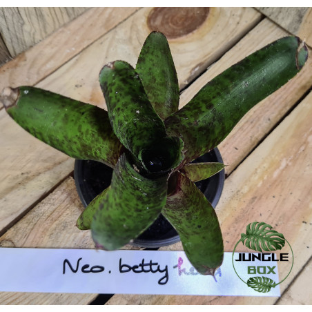 Neoregelia betty head