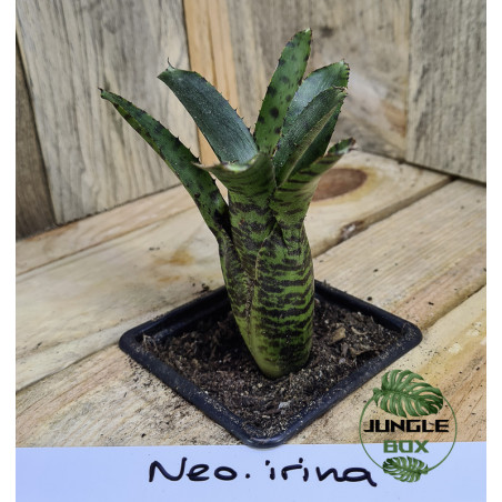 Neoregelia irina