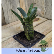 Neoregelia irina