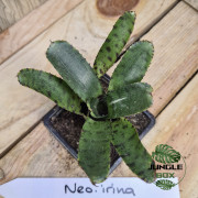 Neoregelia irina