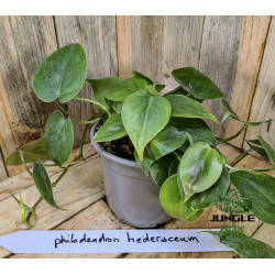 Philodendron Heredaceum