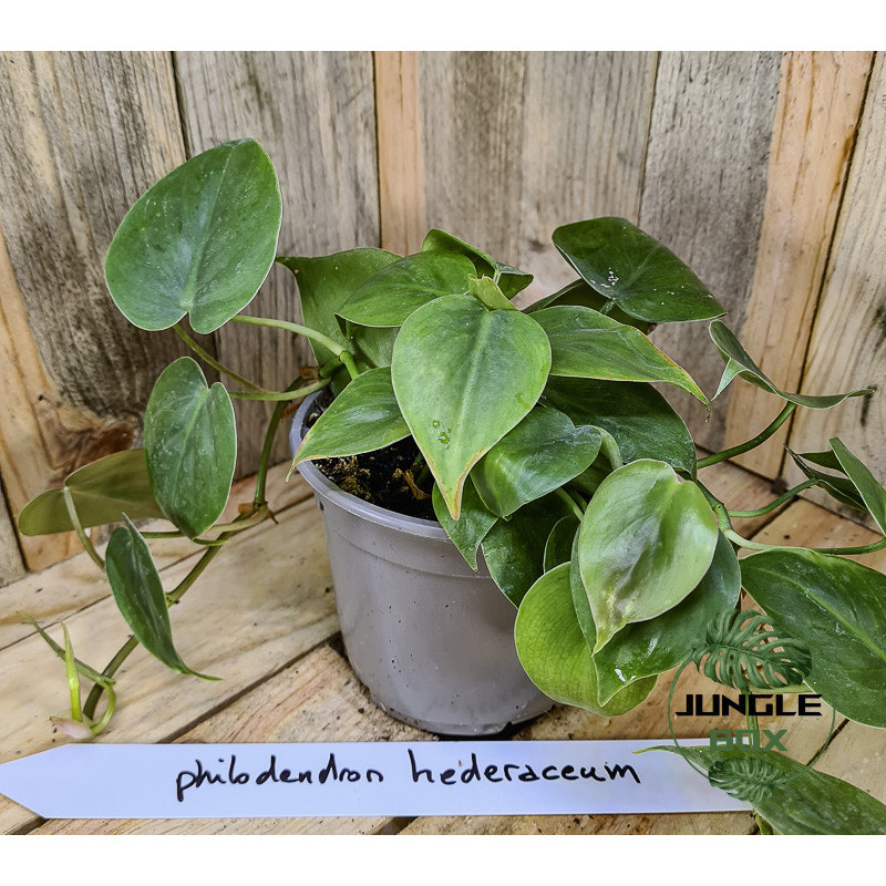 Philodendron Heredaceum