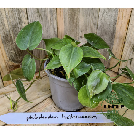 Philodendron Heredaceum