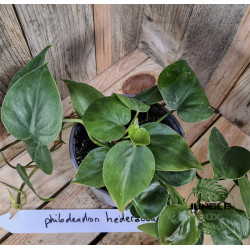 Philodendron Heredaceum