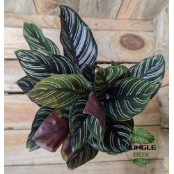 Calathea ornata