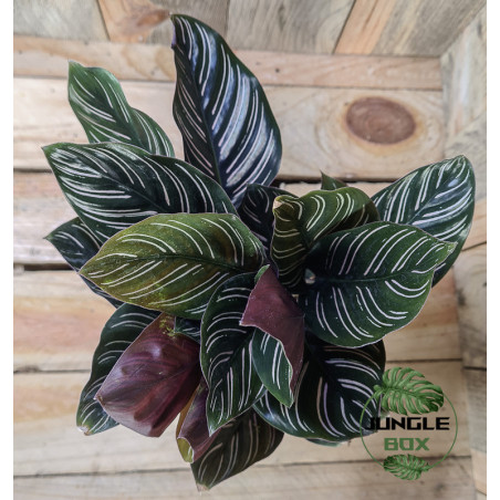 Calathea ornata