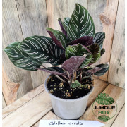 Calathea ornata