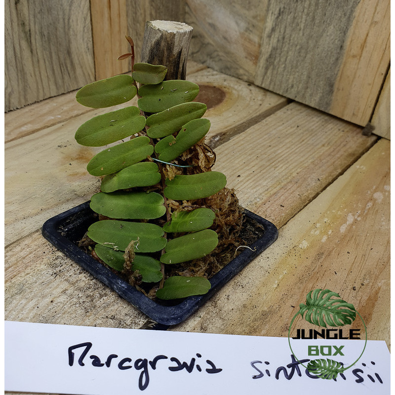 Marcgravia sintenisii