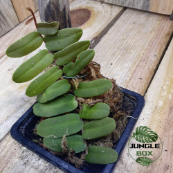 Marcgravia sintenisii