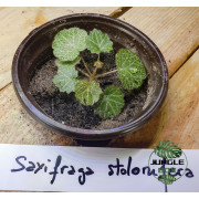 Saxifraga stolonifera