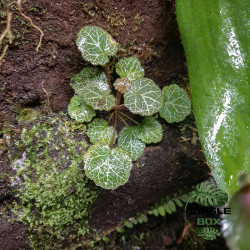 Saxifraga stolonifera