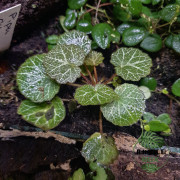 Saxifraga stolonifera