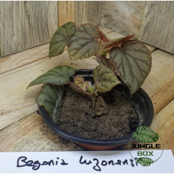 Begonia luzonensis