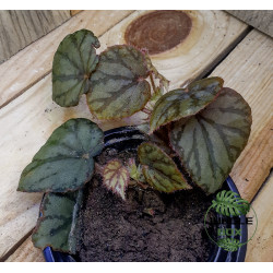 Begonia luzonensis