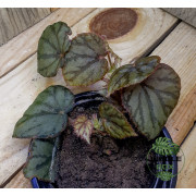 Begonia luzonensis