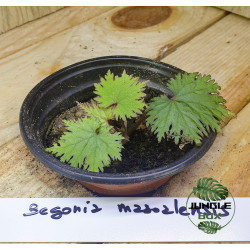 Begonia masoalensis