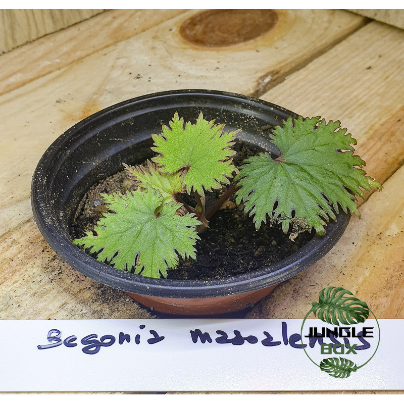 Begonia masoalensis