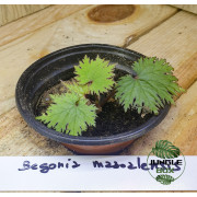 Begonia masoalensis