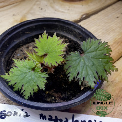 Begonia masoalensis