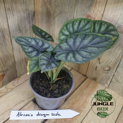 Alocasia 'Dragon Scale'