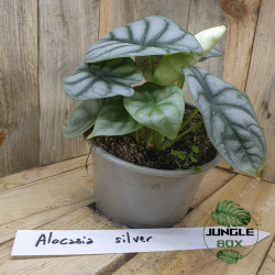 Alocasia silver dragon