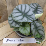 Alocasia silver dragon