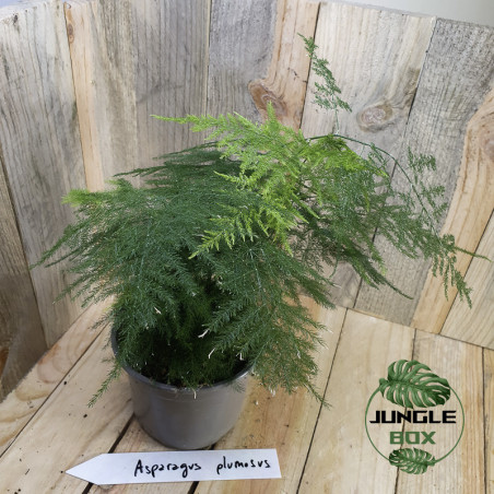 asparagus plumosus