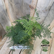 asparagus plumosus