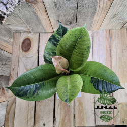 Ficus elastica