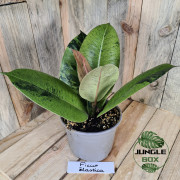 Ficus elastica