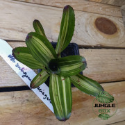Neoregelia antigone variegata