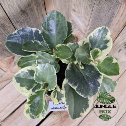 peperomia obtusifolia