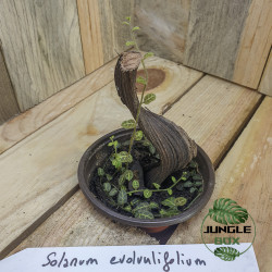 Solanum evolvulifolium
