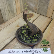 Solanum evolvulifolium