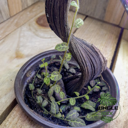 Solanum evolvulifolium