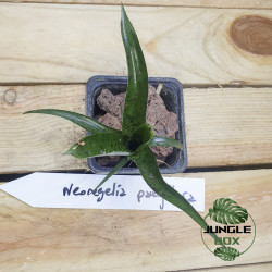 Neoregelia Pauciflora – Plante tropicale compacte | JungleBox
